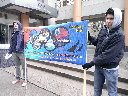 dolphin banner