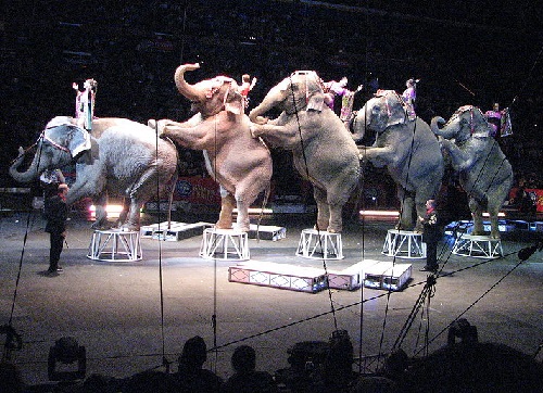 Ringling Brothers Circus (Amy n Rob)