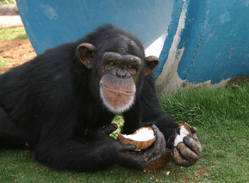Pumpkin, a 24-year-old chimp