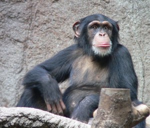 chimp on wikimedia