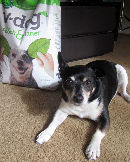 frankie with his v-dog