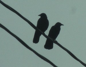 two crows