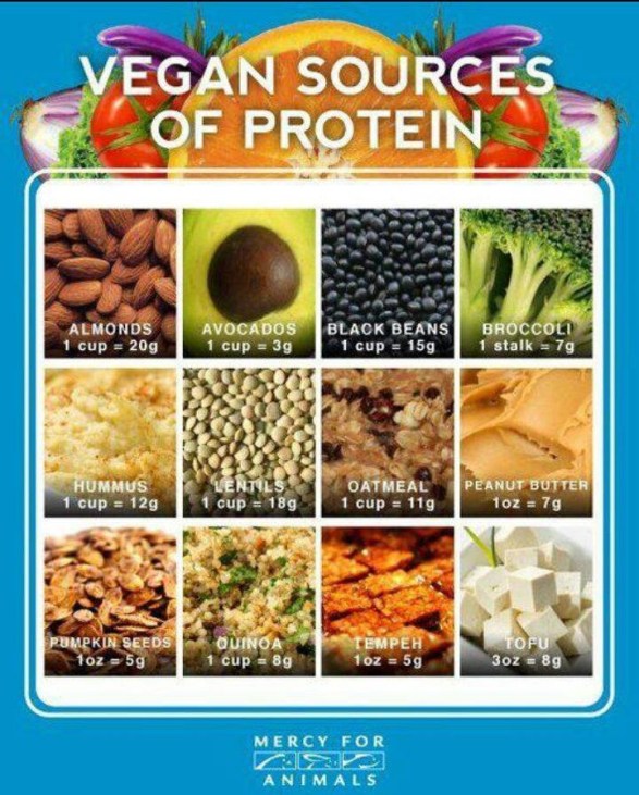 vegan sources of protein vegan sources of protein