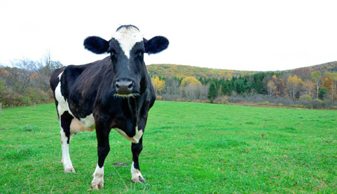 dairy cow
