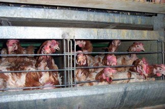hens in battery cages