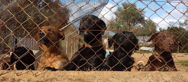 dogs at a shelter - photo by Estambar