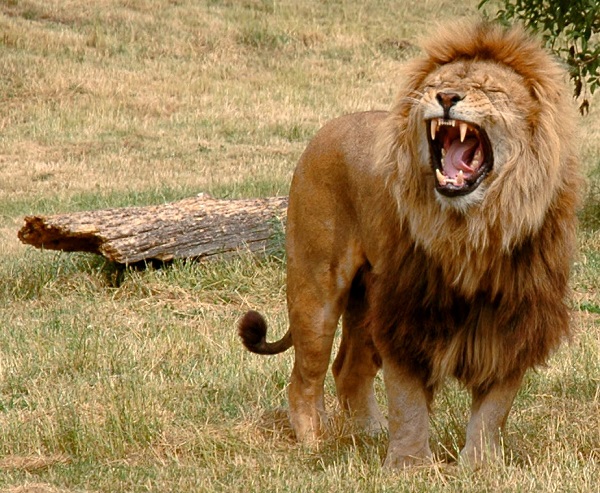 a lion similar to Cecil