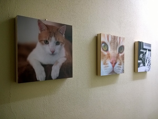 cat art