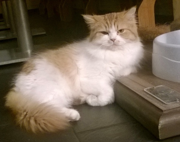 Ayla rests after a drink